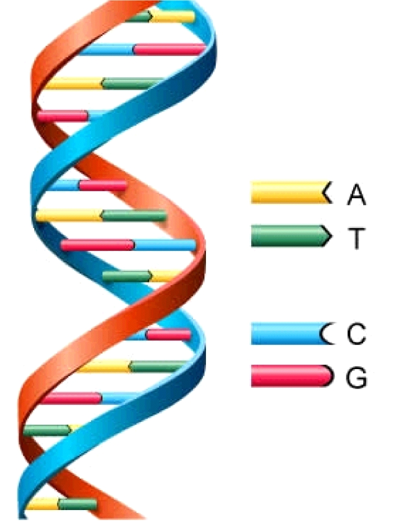 The Structure Of Dna And Rna